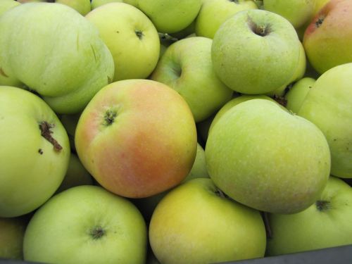 apples fruit summer