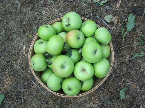 apples harvest autumn