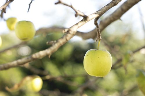 apples fruits food