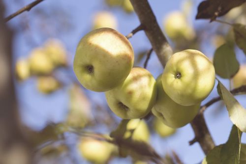 apples fruits food