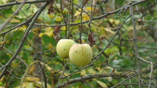 apples fruit nature