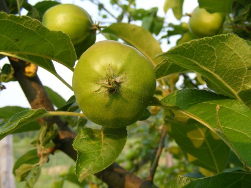 apples branch green