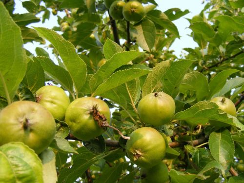 apples branch green