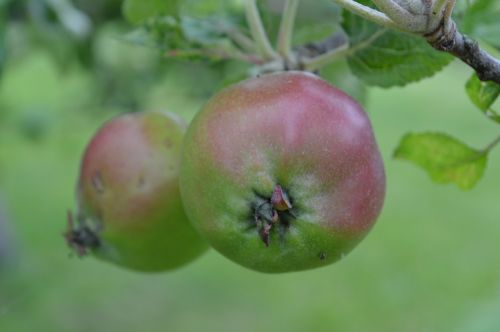 apples apple tree fruit