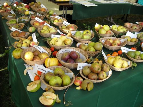 apples fruit fruits