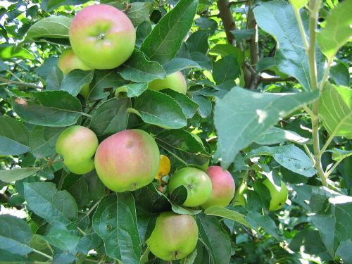 apples fruit apple tree