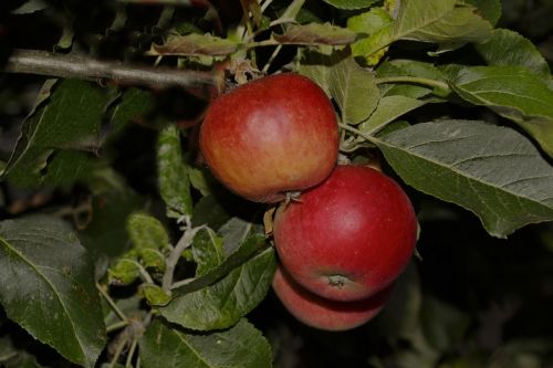 apples garden evening