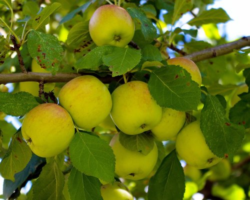 apples near bair ranch  colorado  apples