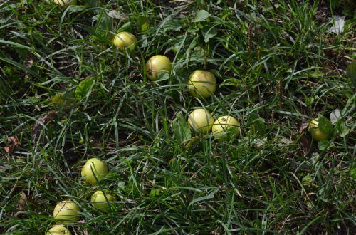 Apples On The Grass