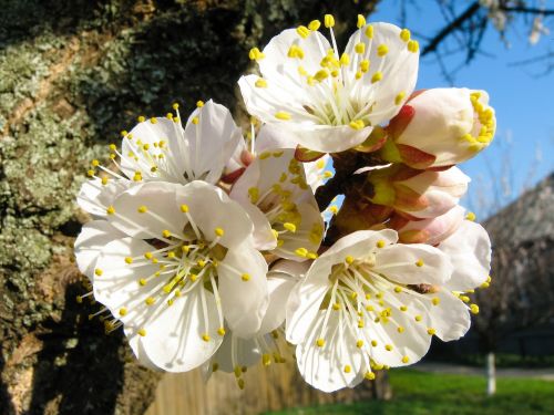 summer inflorescence apricot