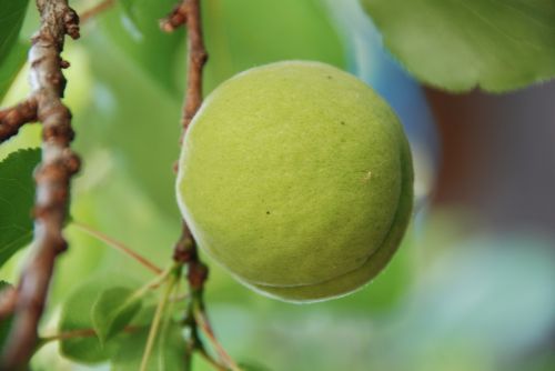 apricot immature green