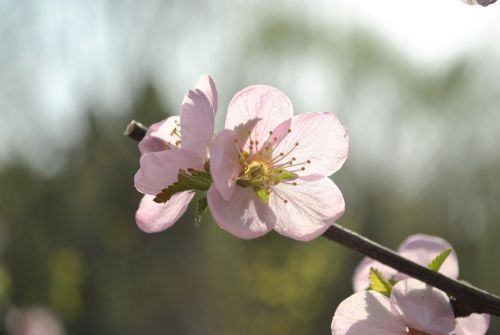 apricot spring flower