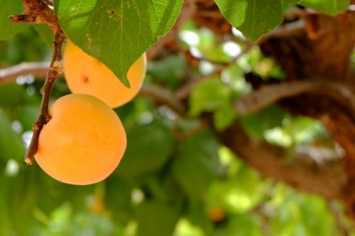 apricot nature fruit