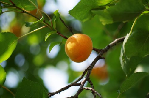 apricot on the tree fruit