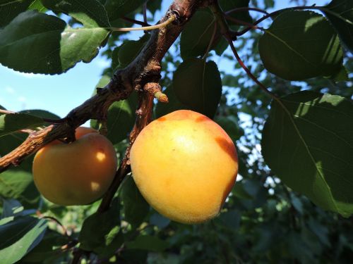 apricot wachau yellow