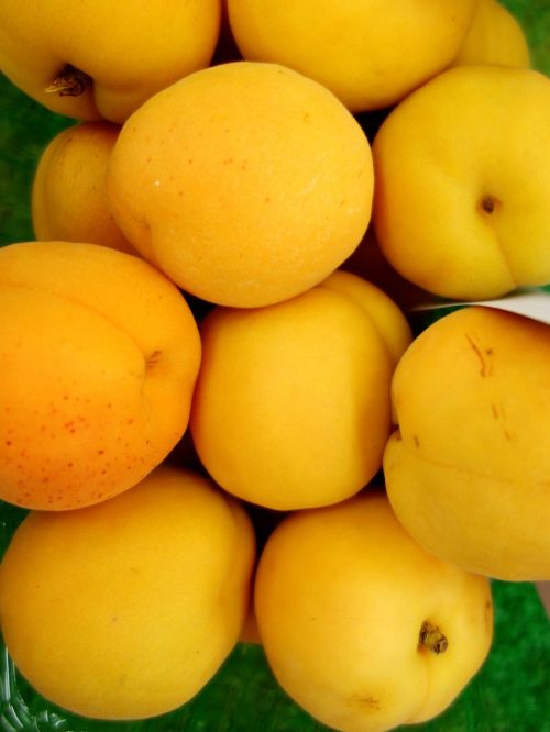 apricot apricots yellow