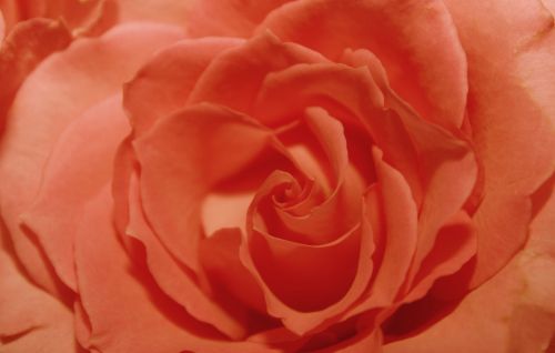 apricot rose background