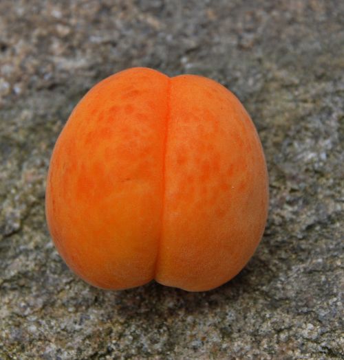 apricot ripe fruit