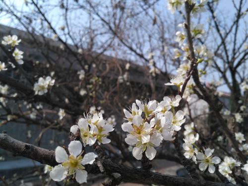 apricot spring white apricot flowers