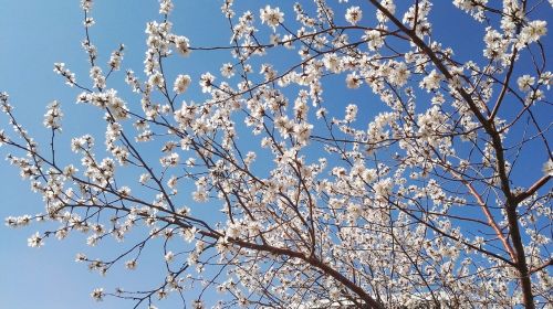 apricot spring under the blue sky open