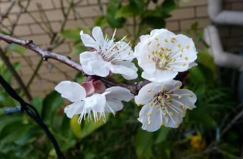 apricot blossom tree