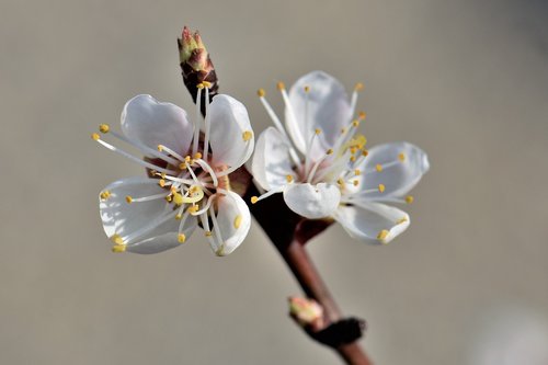apricot  blossom  bloom