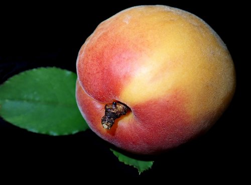 apricot  fruit  food