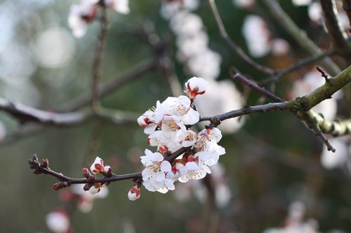 apricot  flowers  spring