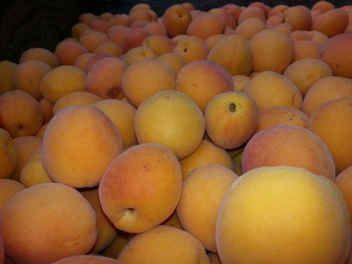 apricot fruit juicy