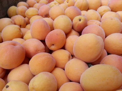 apricot fruit health