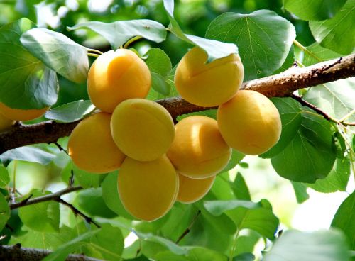 apricot harvest fruit