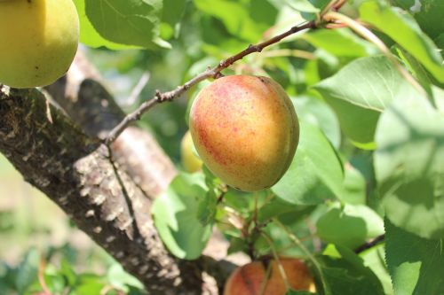 apricot fruit tree