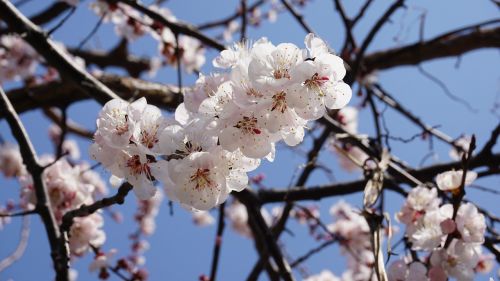 apricot blossom wood flowers