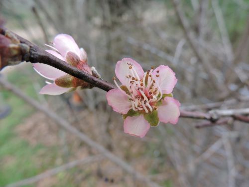 apricot blossom blossom bloom