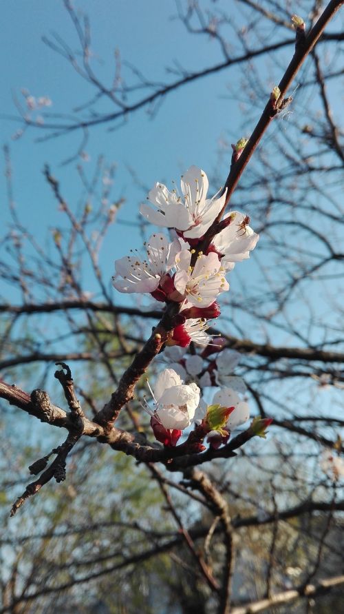 apricot blossom fruit tree blossom