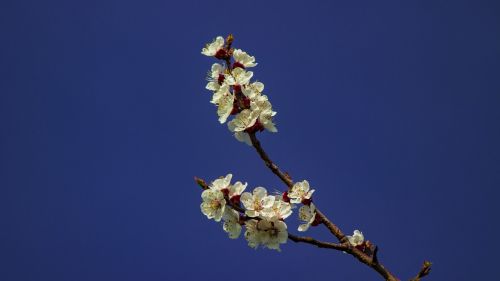 apricot blossom wachau austria