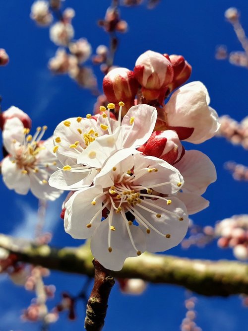 apricot blossom  apricot  blossom