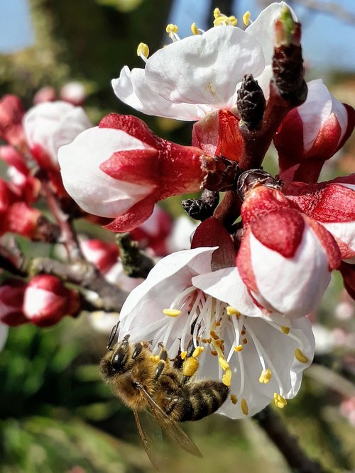 apricot blossom  bee  bud