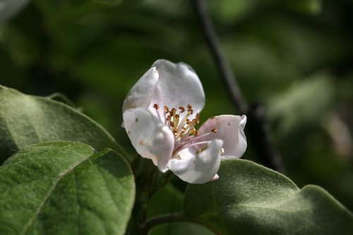 apricot blossom  blossom  bloom