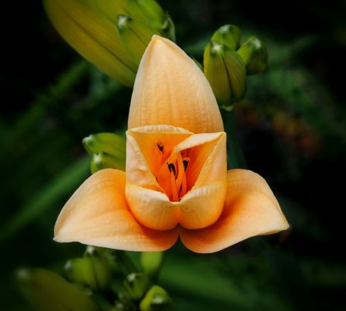 apricot daylily flower nature