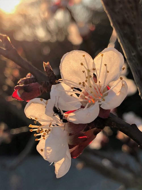 apricot flowers  apricot  tree