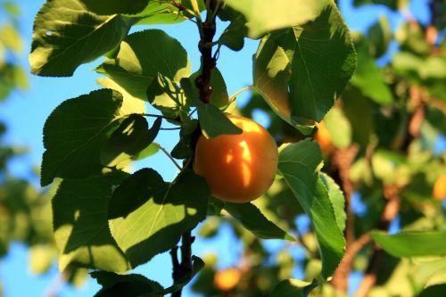 Apricot On Tree