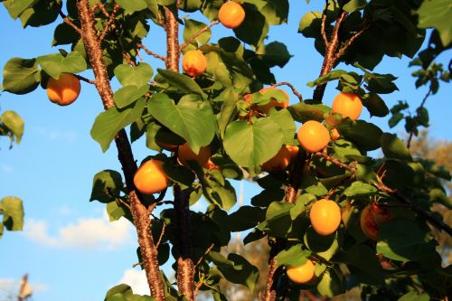 Apricot Tree