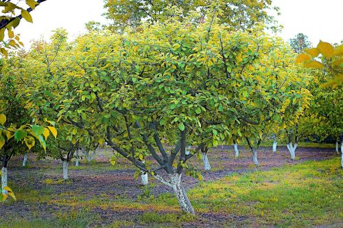 apricot tree plant spring