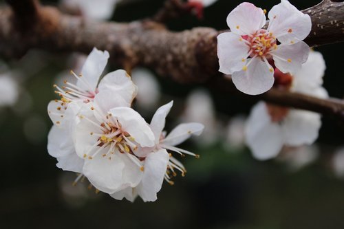 apricot tree  flowers  fruit