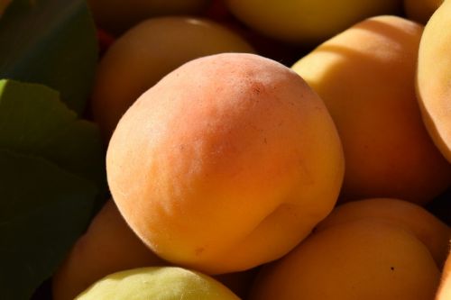 apricots ripe fruit