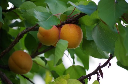 apricots fruit orange