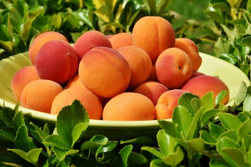apricots apricot fruit