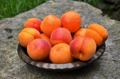 apricots fruit ripe