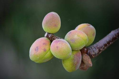 apricots fruit nature